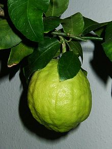 220px-Citrus_medicus_fruit